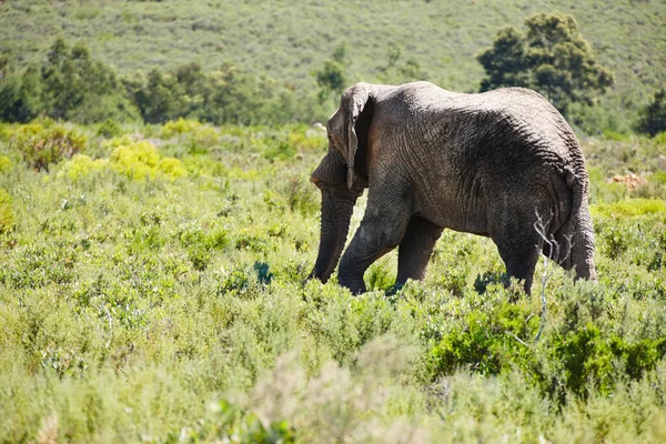 수있으면 날잡아 위풍당당 코끼리가 보호구역을 다닌다 — 스톡 사진