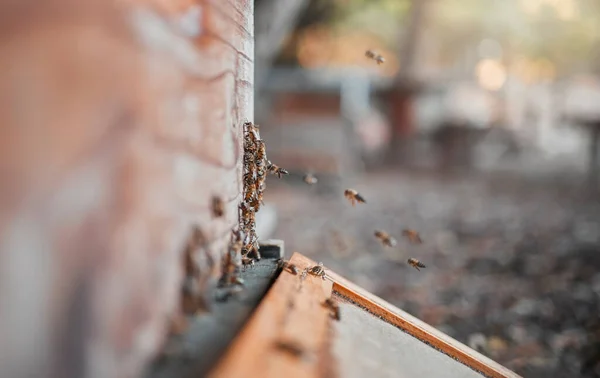 Пчелы Медоводство Фон Пчелиного Улья Коробка Устойчивость Органическое Производство Производство — стоковое фото