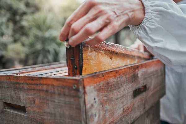 Beekeeper, honey frame and honeycomb box, bee farm and manufacturing natural product outdoor in nature. Agriculture worker, farmer and farming production, raw and bees wax, working and sustainability.