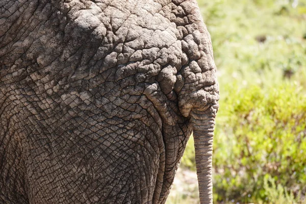Tanta Rabadilla Dentro Ese Baúl Una Grupa Elefantes —  Fotos de Stock