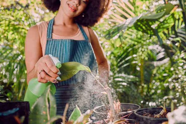 Botanist woman, spray water and plant in garden, backyard or nursery with care for seedling in sunshine. Black woman, bottle for horticulture, botany or plants for gardening in home, house or work.