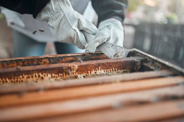 Miód Pszczoły Ręce Produkcji Farmie Pszczół Pracujących Zrównoważonym Rozwojem Jedzenie — Zdjęcie stockowe