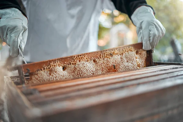 stock image Beekeeping, honeycomb and worker in production of honey in agriculture industry. Bees, process and hands of a beekeeper in sustainable farming of sweet, organic and natural food on a farm in nature.