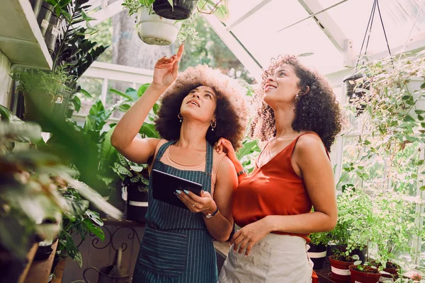 Μαύρες Γυναίκες Ταμπλέτες Δείχνοντας Στο Θερμοκήπιο Των Φυτών Στη Διαχείριση — Φωτογραφία Αρχείου