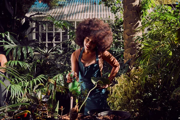 Gardening, woman and spray water in garden or nature, eco friendly nursery and plant. black woman, working and agriculture sustainability of plants and flowers or trees on summer with greenhouse.