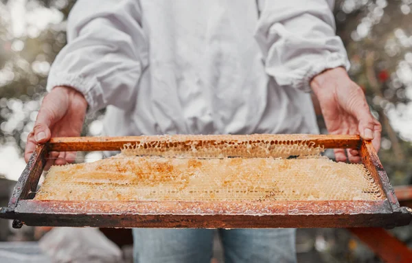 Hands, frame and honeycomb with a woman beekeeper working outdoor in the countryside for sustainability. Agriculture, farm and honey with a female farmer at work in the production of natural extract.