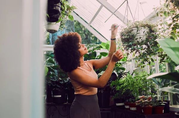 Greenhouse, plants and black woman check quality control, growth care and progress for gardening, agriculture and startup. Small business owner, eco friendly and green garden worker with a pot plant.
