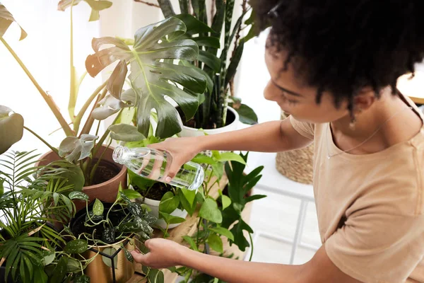 黑人妇女和水生植物在家里为农业可持续性 生态友好园丁和绿色能源生态 在花卉生长环境中工作的花园 自然和女孩 — 图库照片