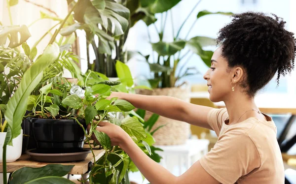 黑人妇女照料室内植物 水和室内植物 可持续的绿色园艺 生长和叶子 在房子 公寓和生态友好的家中浇灌春花 树叶和大自然的年轻女性 — 图库照片