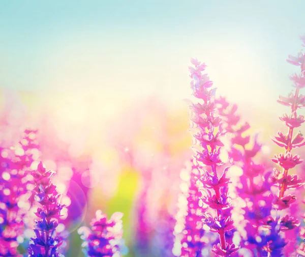 Wenn Die Natur Blühen Darf Ein Abgeschnittener Schuss Lavendel Auf — Stockfoto