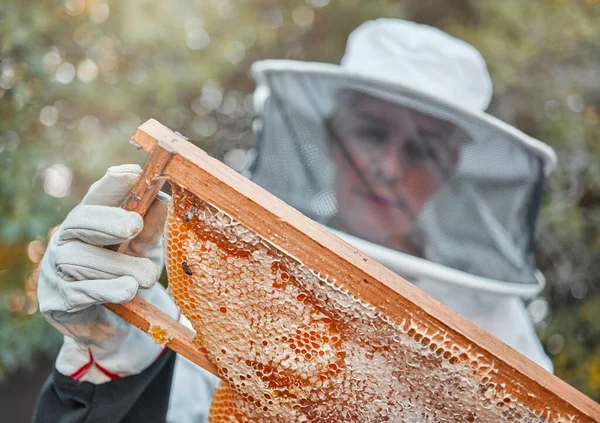 Bee farm, woman and honeycomb harvest with a farmer or garden worker in a safety suit. Sustainability, ecology and agriculture work of a employee with bees in nature working on beekeeping honey.