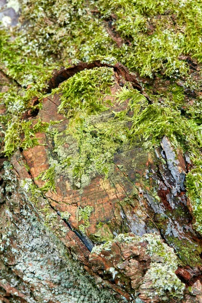 Дерево Зелений Мох Навколишнім Середовищем Ландшафтом Природи Ліс Кори Водорості — стокове фото