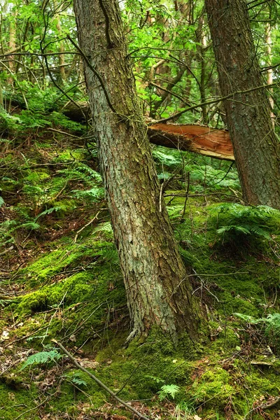 Фон Стовбура Дерева Сосновий Ліс Ліс Природа Рослини Зелений Ландшафт — стокове фото