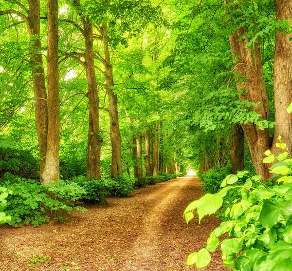 Luonto Metsäpolku Puut Rauhallisessa Metsässä Puisto Tai Kestävä Ympäristöystävällinen Ympäristö — kuvapankkivalokuva