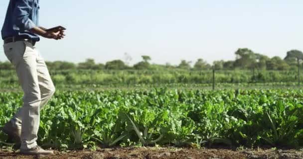 Agricultor Tableta Análisis Plantas Hortalizas Cultivos Para Agricultura Industria Producción — Vídeo de stock