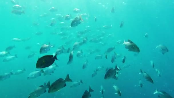 Подводный Мир Природа Школа Рыб Океане Фотографии Красоты Чуда Естественной — стоковое видео