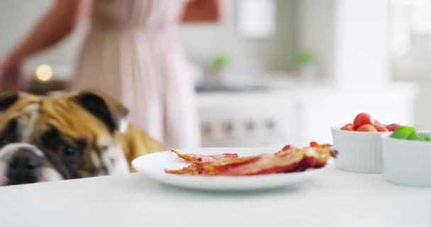 Curioso Divertido Perro Comida Cocina Cachorro Hambriento Cómico Casa Desayuno — Vídeos de Stock