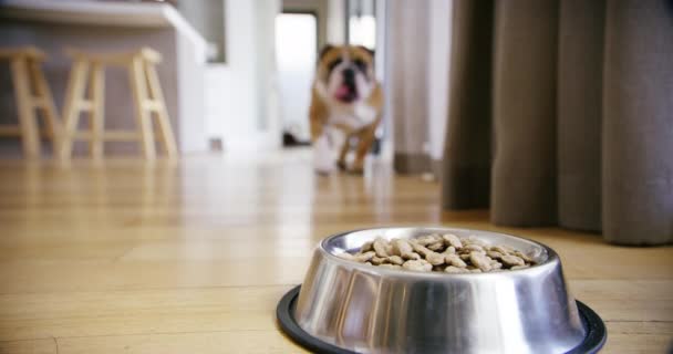 Φροντίδα Των Ζώων Μπολ Σκύλου Φαγητό Στο Σπίτι Και Δυσαρεστημένοι — Αρχείο Βίντεο