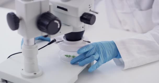 バイオテクノロジー 自然医学のための研究室で女性の手で植物 顕微鏡 ビジョン テスト 試験のための従業員と葉と薬局 革新と未来 — ストック動画