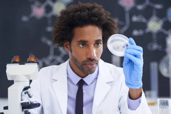 Podíváme Máme Mužský Vědec Který Dívá Obsah Petriho Misky Své — Stock fotografie