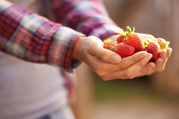 Erdbeeren Der Saison Eine Frau Hält Eine Handvoll Frischer Erdbeeren — Stockfoto