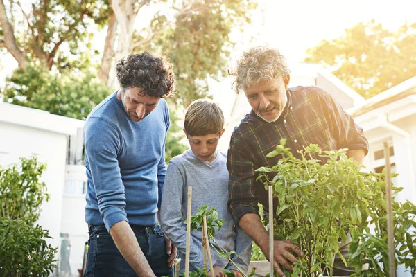 彼らは緑の親指の家族です 父親と祖父を持つ若い少年の園芸 — ストック写真