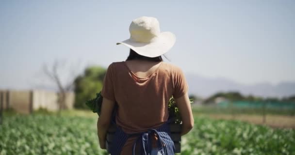 Agricultura Agricultura Hortaliças Agricultora Mulher Com Produto Verde Para Negócio — Vídeo de Stock