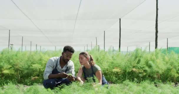 Nagyító Tabletta Üvegházakban Élő Emberek Növénykutatás Levélnövekedés Vagy Mezőgazdasági Kertészeti — Stock videók