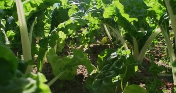 Zöld Kert Mezőgazdaság Spenóttermesztés Talajban Ellátási Lánc Eladó Minőségi Élelmiszer — Stock videók