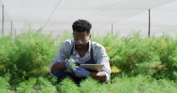 Jordbrukare Växthus Och Surfplatta Med Förstoringsglas För Växttillväxtanalys Ekologisk Näring — Stockvideo