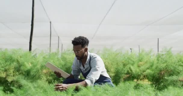Agricultura Estufa Agricultor Com Tablet Para Inspeção Plantas Controle Qualidade — Vídeo de Stock