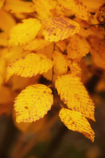Doğanın Sonbahar Renklerinde Bir Fotoğrafı — Stok fotoğraf