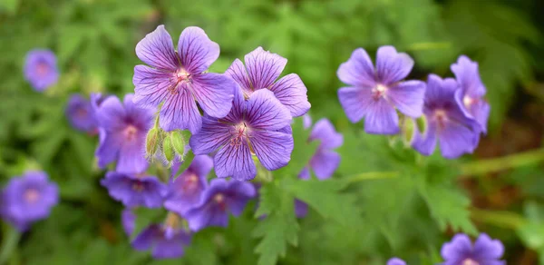 Flores Púrpuras Flor Hermosas Flores Púrpuras Flor Jardín —  Fotos de Stock