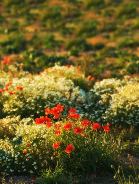 Divoké Květiny Měkkém Světle Západu Slunce Divoké Květy Kvetoucí Louce — Stock fotografie