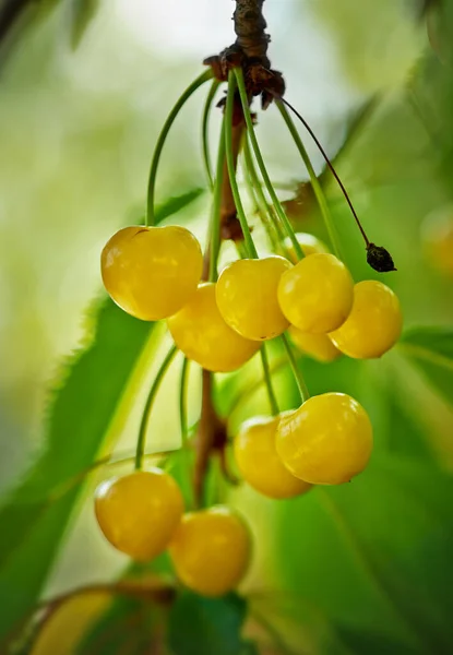 Cerejas Frescas Fechar Cerejas Amarelas Frescas Que Crescem Uma Árvore — Fotografia de Stock