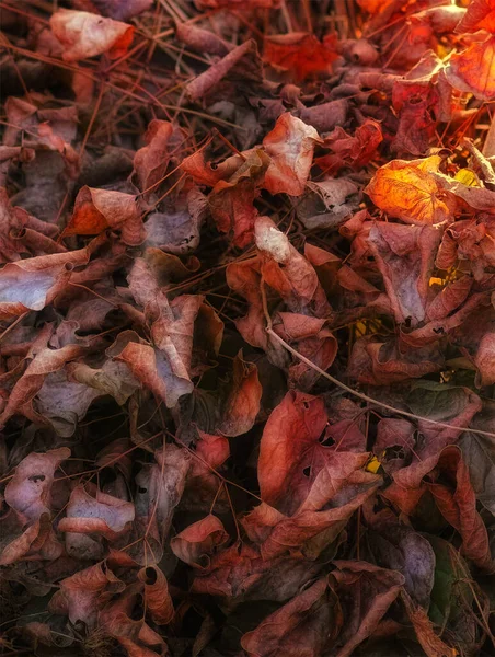 森の床に落ちた葉 森の床に紅葉 — ストック写真