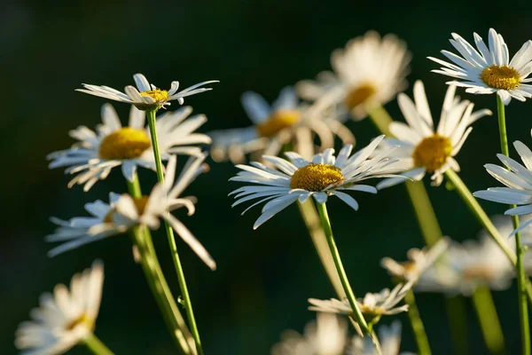春の日差しの中でデイジー 花の中のデイジーの花のクローズアップ — ストック写真