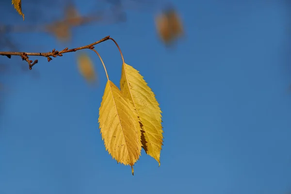 Листья Окрашены Разные Времена Года Оранжевые Осенние Листья Висят Ветвях — стоковое фото