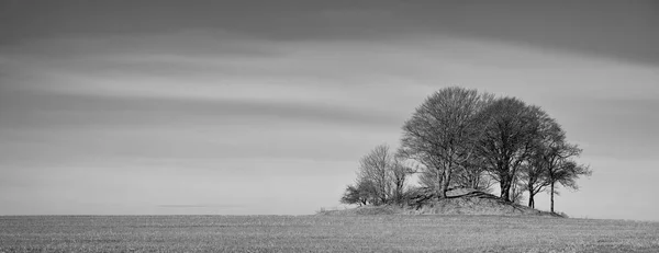 黑白相间的无花果树 山顶光秃秃树的黑白照片 — 图库照片