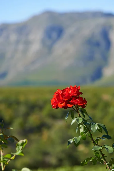 Růže Květu Oříznutý Pohled Krásnou Rudou Růži Rostoucí Zahradě — Stock fotografie