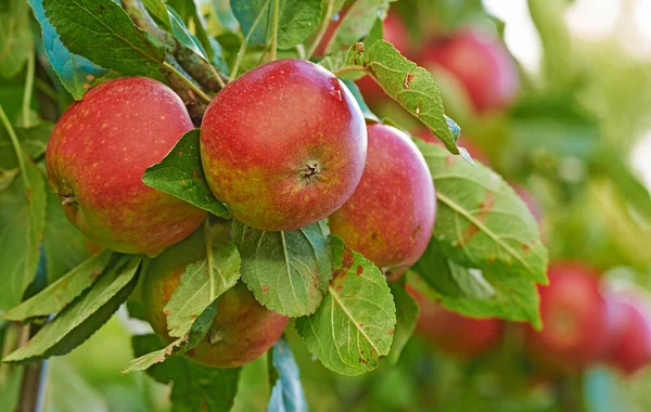 Bit Naturens Belöning Saftiga Röda Äpplen Hängande Ett Träd — Stockfoto