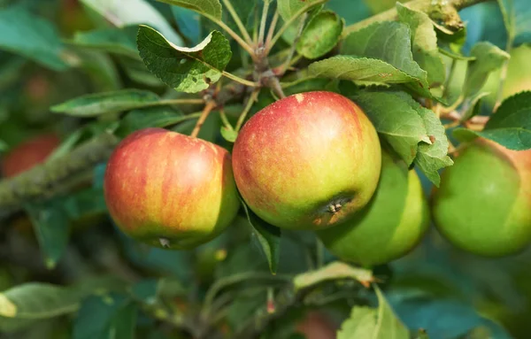Nauti Luonnon Antimista Kirkkaan Punaiset Omenat Roikkuvat Oksalla Hedelmätarhassa — kuvapankkivalokuva