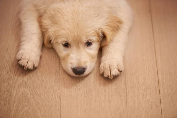 최고의 바닥에 귀여운 강아지 — 스톡 사진