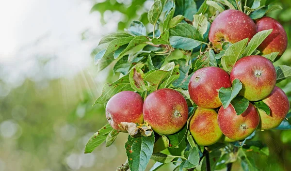Досягніть Випробуйте Природу Доброти Зрізати Червоні Яблука Яблуні Саду — стокове фото