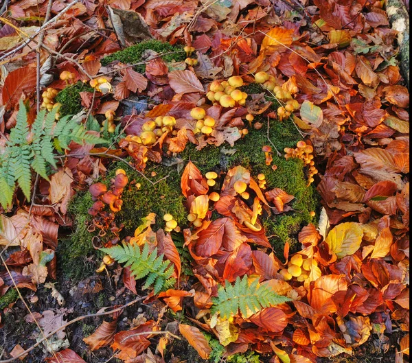 Orman Zemininde Düşen Yapraklar Sonbahar Yaprakları Orman Zemininde — Stok fotoğraf
