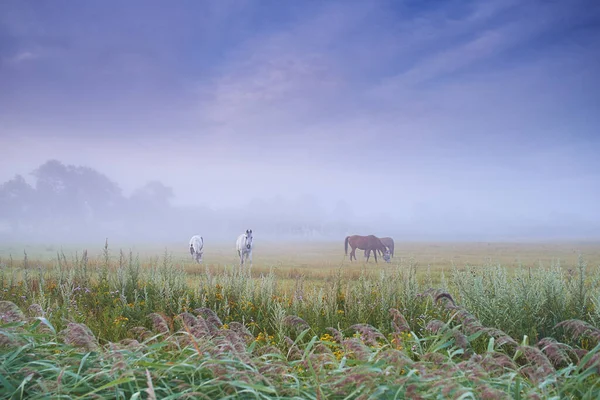 Grazen Ochtendmist Paarden Grazen Een Mistig Veld Het Dansih Platteland — Stockfoto