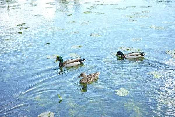 デンマークの池にアヒル 3羽のアヒルが睡蓮の間の池で泳いでいます — ストック写真