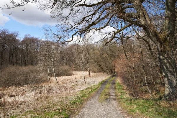 Empty forest road. A rural dirt road running through the woods in Denmark