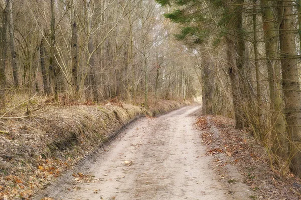 Empty forest trail. A rural trail running through the woods in Denmark
