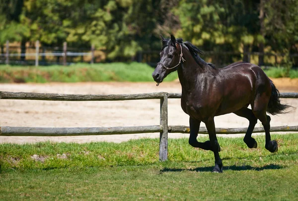 Den Bästa Platsen För Fullblod Hästar Häst Som Galopperar Ett — Stockfoto